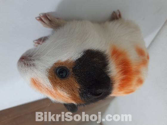 Guinea pig / animals pet's. গিনি পিগ।